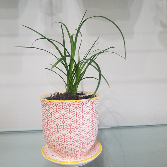 Tiny pot with green plant