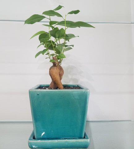 Ginseng plant in a Turqouise pot