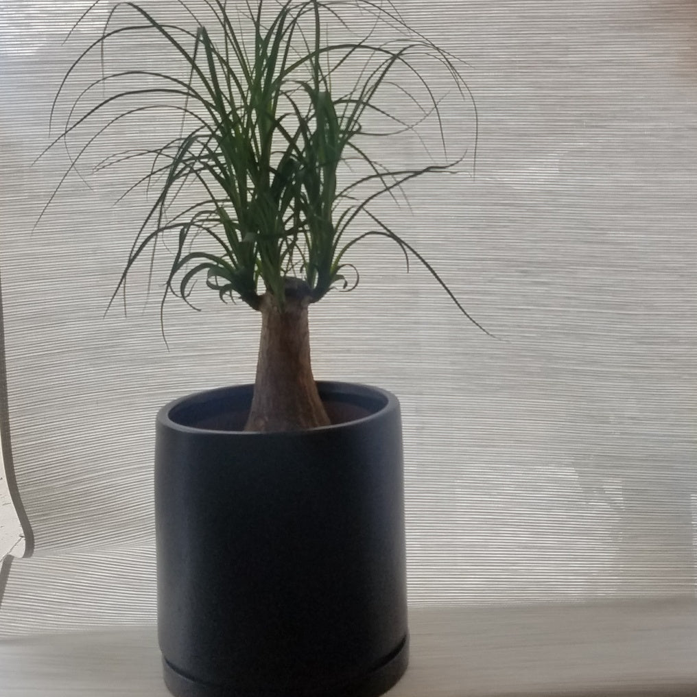 Pony tail Palm plant