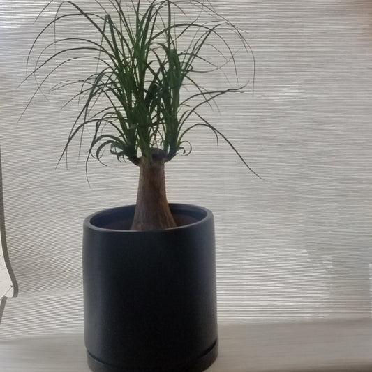Pony tail Palm plant