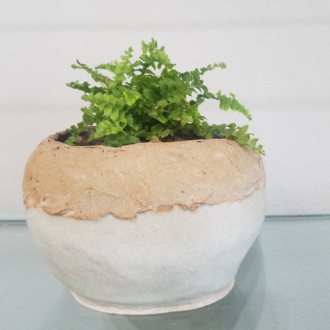 Handmade pot with a Fern plant