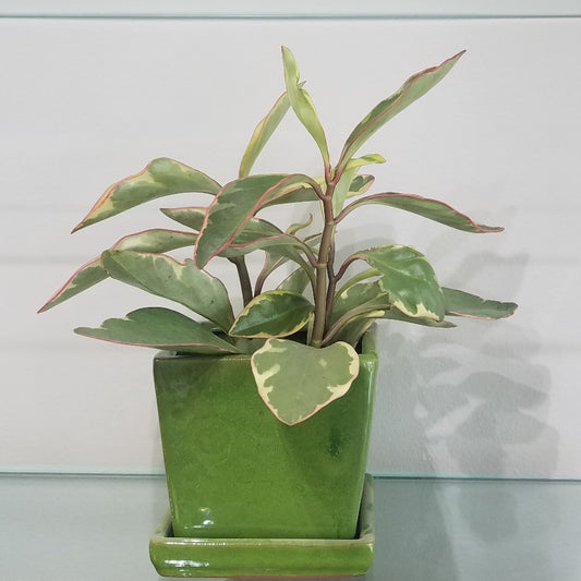 Red and green leaf plant
