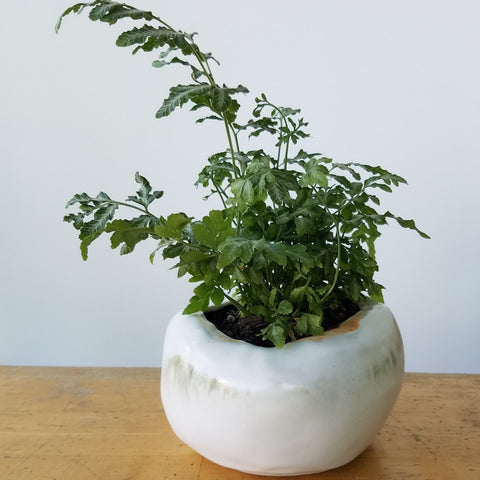 Handmade pot with house plant