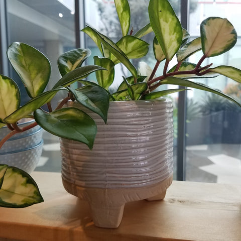 House plant in a pot