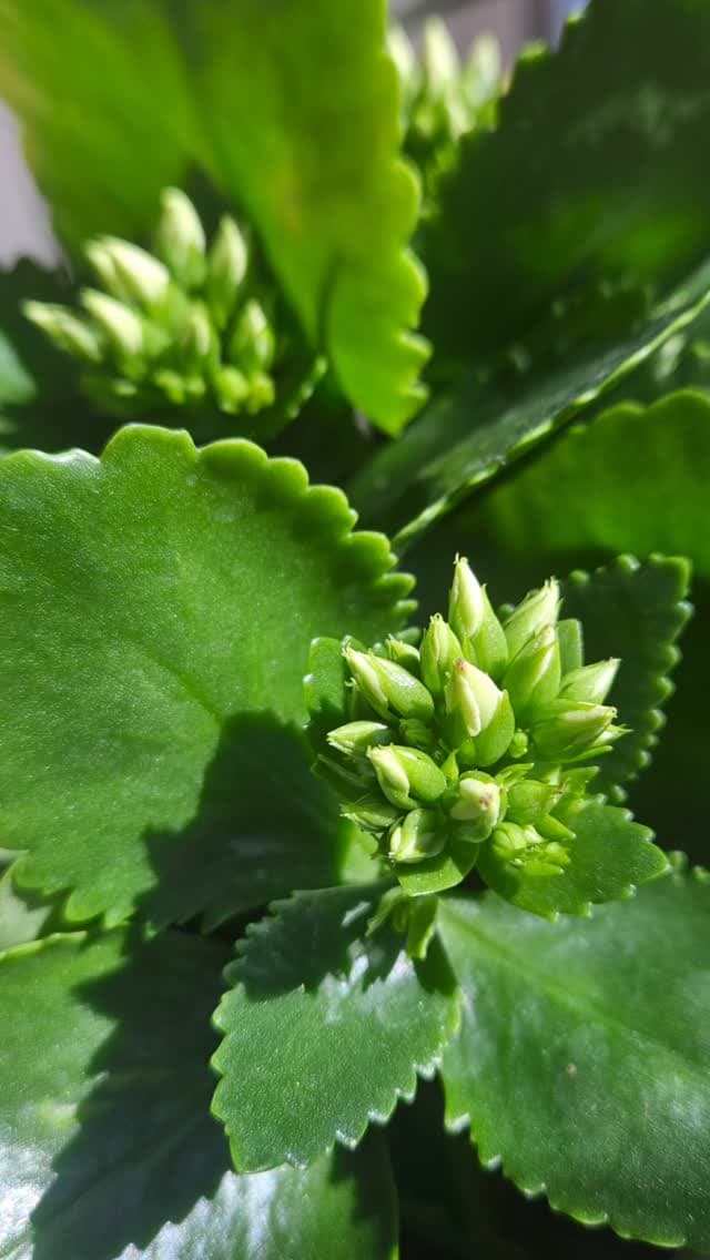 Prepare for the incoming spring season by adding a touch of greenery to your home 🪴 

#antiquajewel