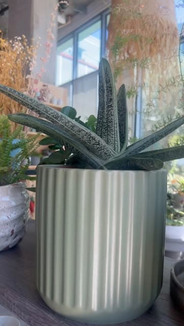 Video by ANTIQUA on August 22, 2026. May be an image of house plant, agave, mistletoe cactus, cactus