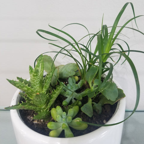 Mixed plants pot