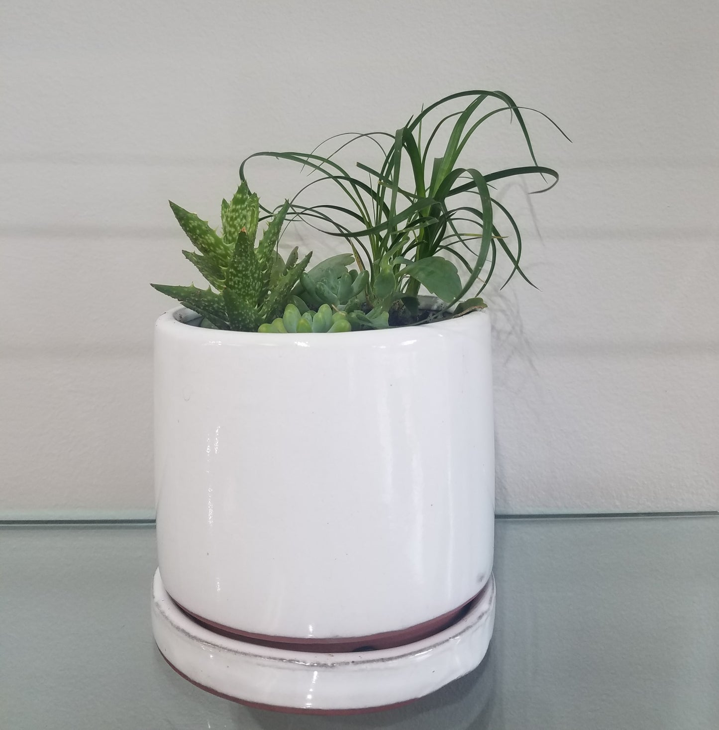 Mixed plants pot