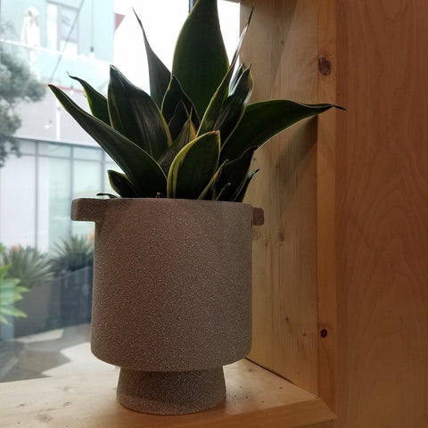 Pot with a house plant