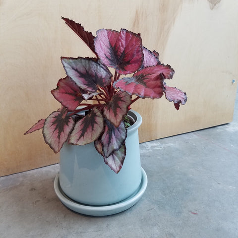 Begonia plant in a pot