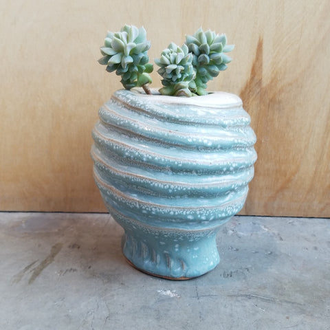 Wavy pot with a plant