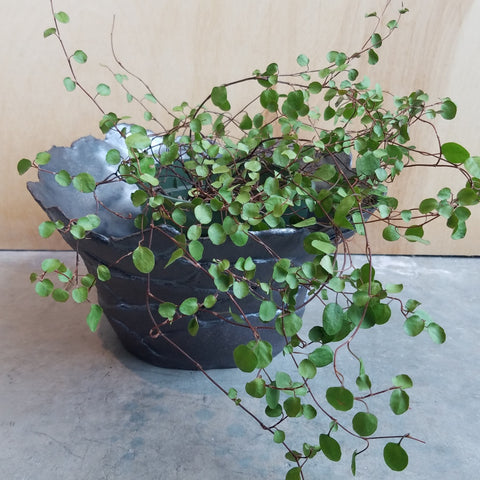 Angle vine in a bowl